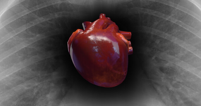 Human Heart Beat Inside Of X-Ray Skeleton. Pumping Blood. Science And Health Related 3D Illustration Render