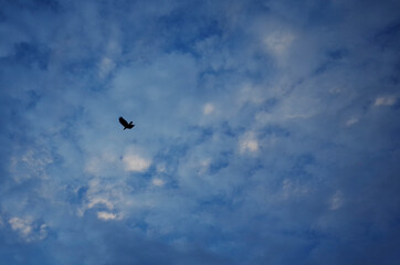 Fototapeta na wymiar 구름 가득한 하늘로 새 한 마리가 날아가고 있다