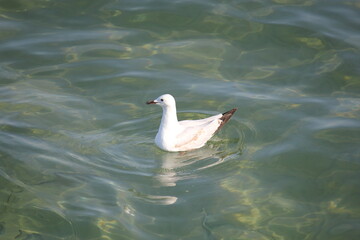 Silver Gull (Larus novaehollandiae) on the surface of the ocean