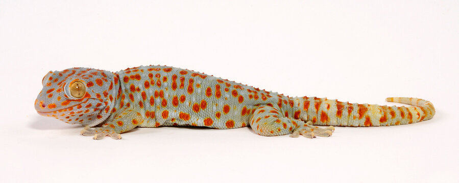 Tokay gecko / Tokeh, Tokee (Gekko gecko) 