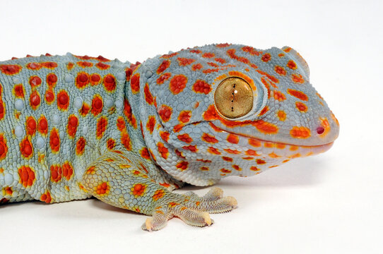 Tokay gecko / Tokeh, Tokee (Gekko gecko) 