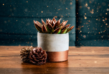 Christmas themed succulent plant with golden and copper pine cones with golden dust bokeh in background