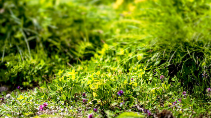 green grass background