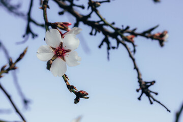 
Branches with almond blossom in spring