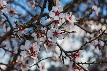 
Branches with almond blossom in spring