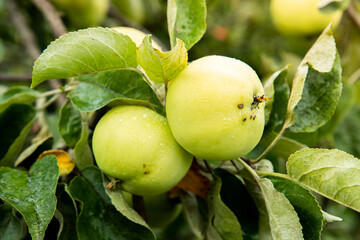 dojrzewające jabłko, ripening apple - obrazy, fototapety, plakaty