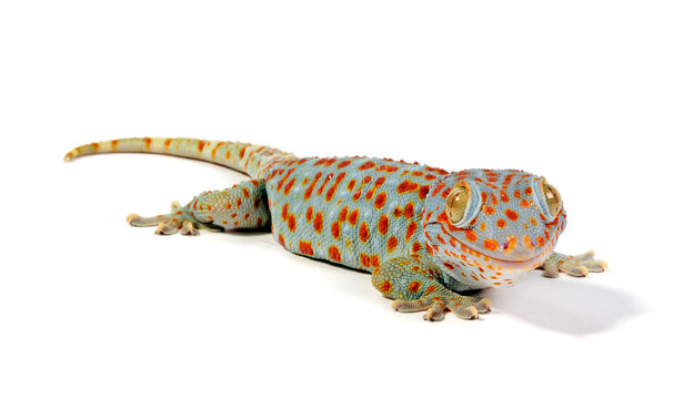 Tokay gecko / Tokeh, Tokee (Gekko gecko) 