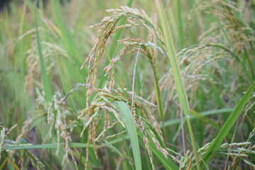 The rice is about to ripen. And it is golden in color