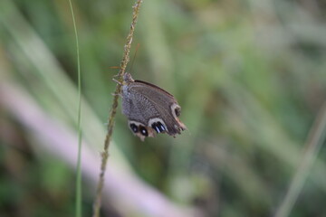 Worth to see the gray butterfly playing on portrait photo
