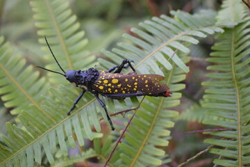 A close-up photo of a grasshopper playing on the grass
