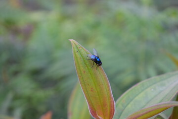 Close photo of a housefly sitting on a leaf. Very poisonous Housefly, Little fly on a leaf