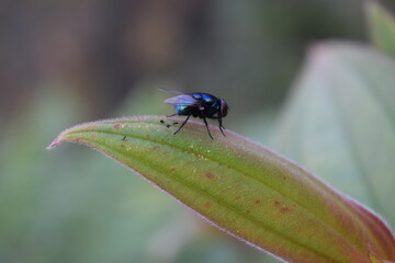 Close photo of a housefly sitting on a leaf. Very poisonous Housefly, Little fly on a leaf