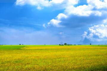 beautiful agriculture jasmine rice farm in the morning dark blue sky white cloud