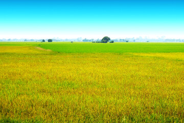 Fototapeta premium beautiful agriculture jasmine rice farm and soft fog in the morning blue sky white cloud