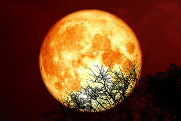 sturgeon blood moon and silhouette tree in the night sky