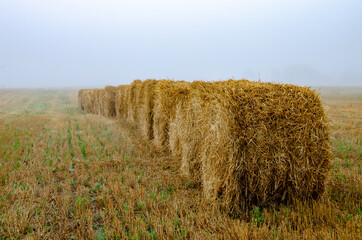 A row of round bales on a field in fog. Production of straw for feed and bedding