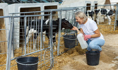 Mature woman farmer feeding newborn calf and taking care at the cowhouse outdoor © JackF