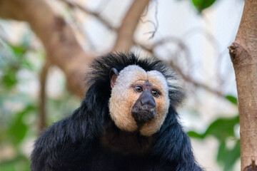 Close Up Of A White-Faced Saki Male Monkey