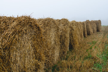 Straw bales in a field in autumn. Agriculture in Russia