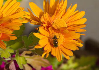 Abeja polinizando en margaritas