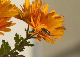 Abeja polinizando en margaritas