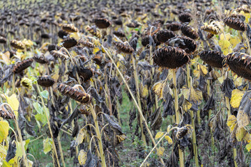 Shot of a field of dead sunflowers with black heads