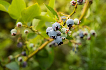 borówki, blueberries 