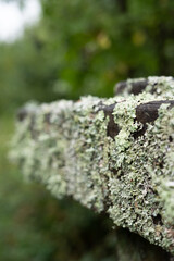Lichen Growing On A Wooden Fence Post With Trees In The Background