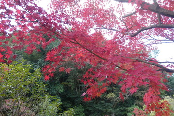 Autumn Leaves Japan