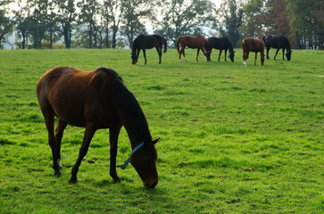 Obraz premium Horses grazing in a meadow