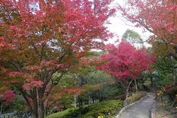 Autumn Leaves Japan