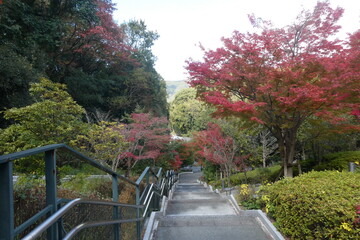 Autumn Leaves Japan