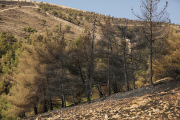 ERBIL, IRAQ - Nov 01, 2020: Forest fires In Kurdistan Mountain