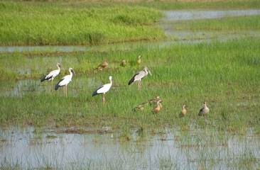 Group of White storks (ciconia ciconia) looking for food on green meadow.