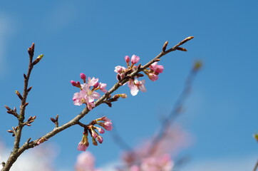 河津桜の蕾