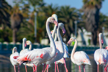 Wild african birds. Group birds of pink african flamingos  walking around the blue lagoon