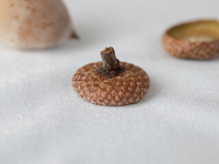 Closeup shot of a ripe acorn's cupule on a white fabric