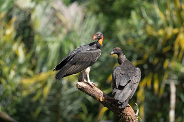 King vulture, Sarcoramphus papa, large bird found in Central and South America. Flying bird, forest in the background. Wildlife scene from tropic nature. Red head bird. Condor with open wing, Panama