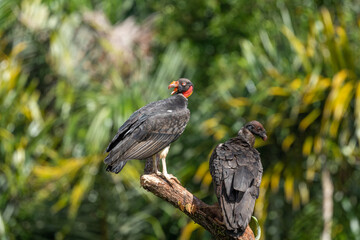 King vulture, Sarcoramphus papa, large bird found in Central and South America. Flying bird, forest in the background. Wildlife scene from tropic nature. Red head bird. Condor with open wing, Panama