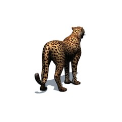 Wild animals - cheetah with shadow on the floor - isolated on white background - 3D illustration