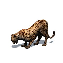 Wild animals - cheetah with shadow on the floor - isolated on white background - 3D illustration