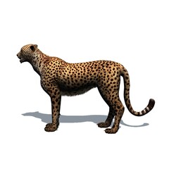 Wild animals - cheetah with shadow on the floor - isolated on white background - 3D illustration