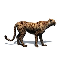 Wild animals - cheetah with shadow on the floor - isolated on white background - 3D illustration