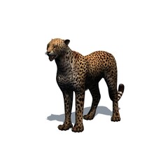 Wild animals - cheetah with shadow on the floor - isolated on white background - 3D illustration