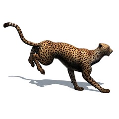 Wild animals - cheetah with shadow on the floor - isolated on white background - 3D illustration