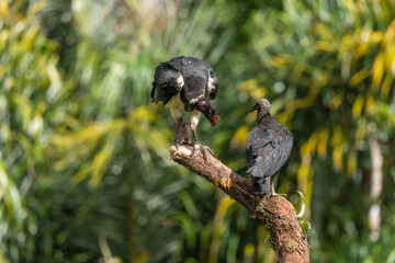 King vulture, Sarcoramphus papa, large bird found in Central and South America. Flying bird, forest in the background. Wildlife scene from tropic nature. Red head bird. Condor with open wing, Panama