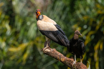 King vulture, Sarcoramphus papa, large bird found in Central and South America. Flying bird, forest...