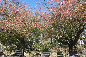 Naklejka premium Autumn Leaves Japan