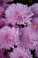Pink Chrysanthemums / Cheryl Pink flowers in the cold fall garden 