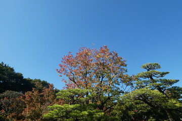Autumn Leaves Japan